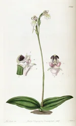 Cynorkis fastigiata (geschrieben als Cynorchis fastigiata)